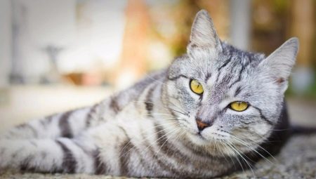 חתולים מפוספסים בריטים: איך לחפש, איך להכיל שם?