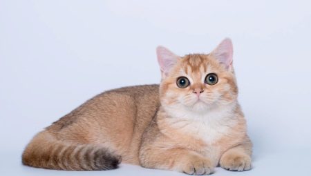Brit arany macskák: színes tulajdonságok és fajta leírása