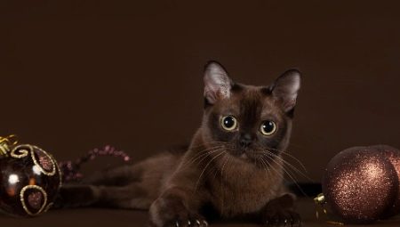 القط البورمي: وصف للسلالة والشخصية ، وظروف الاحتجاز