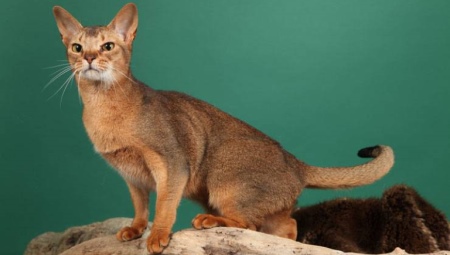 Ceylon cats: breed description and characteristics of the content