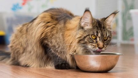 What and how to feed Maine Coons?