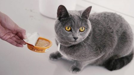 Mit kell etetni a brit macskáknak?