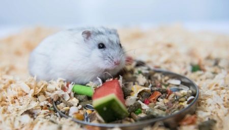 Jungar hamster nasıl beslenir?