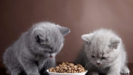 ما لإطعام القطط البريطانية؟