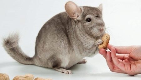 What to feed chinchillas?
