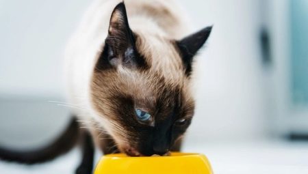 מה להאכיל חתולים סיאמיים?