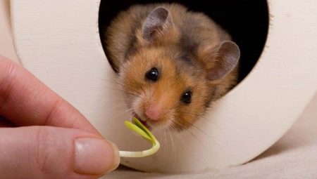 Ką maitinti Sirijos žiurkėnu?
