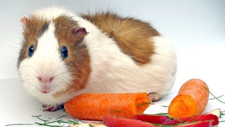 What can feed a guinea pig?