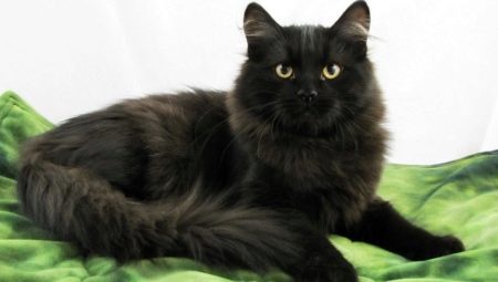 Fekete szibériai macska: fajta leírása és színjellemzői
