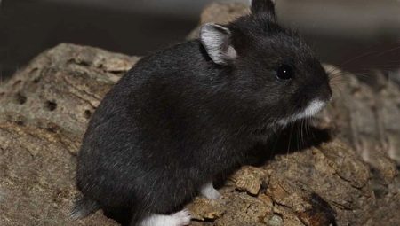 Black hamsters: breeds and their features
