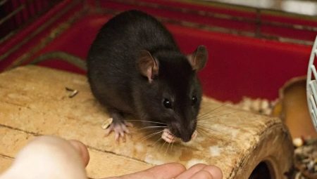 What do domestic rats eat?