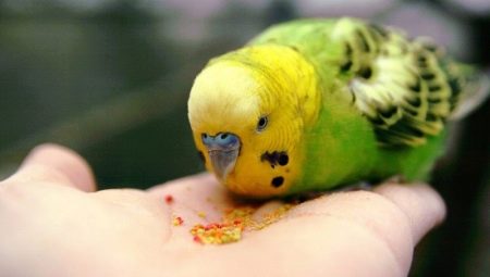 Cosa mangiano i pappagalli?