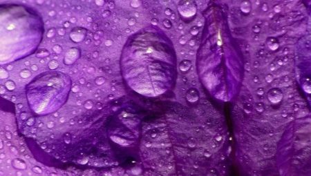 Ką reiškia violetinė spalva psichologijoje?