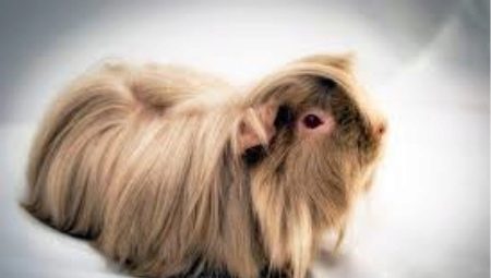 Longhair guinea pigs: features, breeds and care recommendations