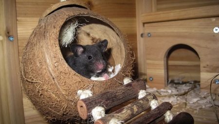 Home for the rat: how to choose and do it yourself?