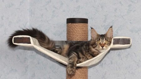 الصفحة الرئيسية وغيرها من المعدات ل Maine Coon