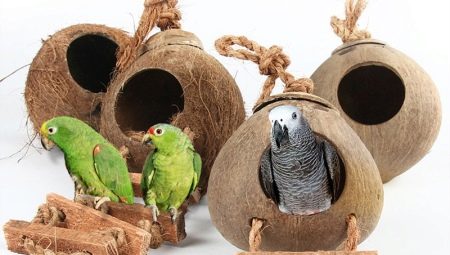 Casa e ninho para papagaios: características de escolha, requisitos, regras de fabricação
