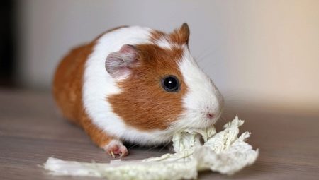 House for the guinea pig: types and rules of choice