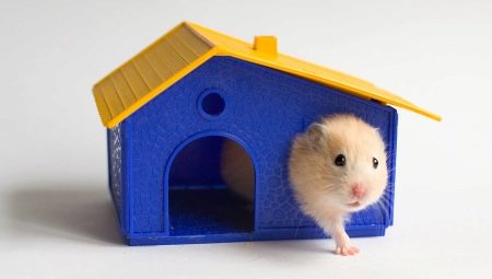 Hamster hytter: funktioner, sorter, udvælgelse og installation