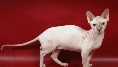 Dalf: rotuominaisuudet ja kissojen hoitoa koskevat säännöt