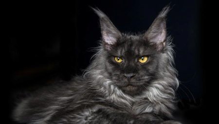 Smoky Maine Coon: color options and content