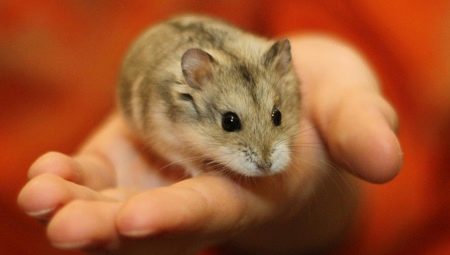 Dzungarian hamsteri: kuvaus, ruokinta ja hoito