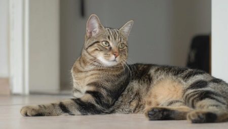 Kucing Eropah: ciri, pilihan dan peraturan penjagaan