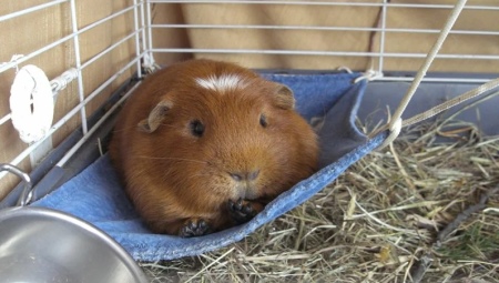 Hammock for guinea pigs: how to choose and do it yourself?