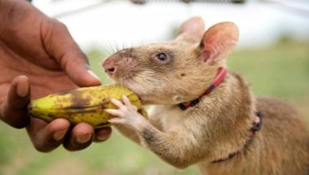Ratto gambiano: descrizione e contenuto a casa