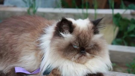 القطط الهيمالايا: الخصائص والأصناف والخيارات وقواعد الرعاية