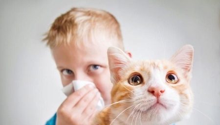القطط هيبوالرجينيك والقطط: السلالات ، وخاصة الاختيار والمحتوى