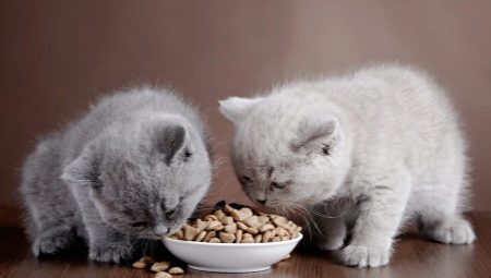 Hypoallergeen kattenvoer en kittens: kenmerken, types en subtiliteiten van keuze