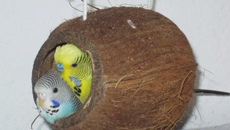 Ninho de papagaios ondulados: características de escolha e regras de fabricação
