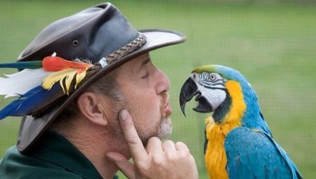 Talende papegøjer: artbeskrivelser og træningstips