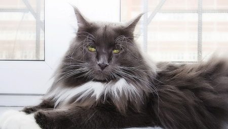 The nature and habits of the Maine Coon