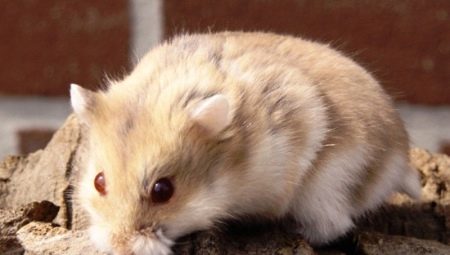 Campbell hamster: ciri baka, penyelenggaraan dan penjagaan