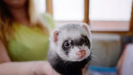 Ferrets at home: the pros and cons, education and care