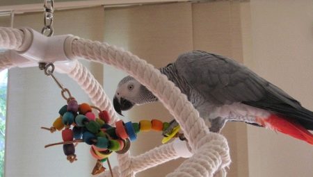 A papagájok játékai maguknak teszik