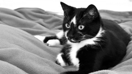 Macskák és macskák neve fekete-fehér színben