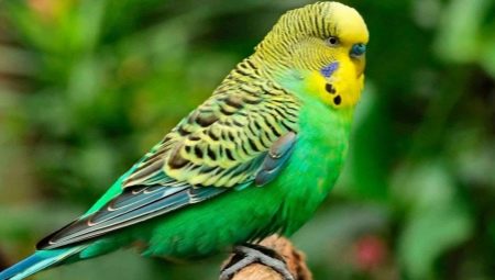 Names for girls wavy parrots