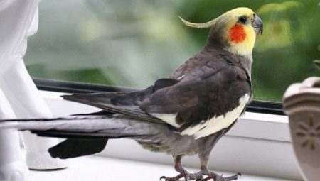 Interessante og smukke navne til papegøje Corella