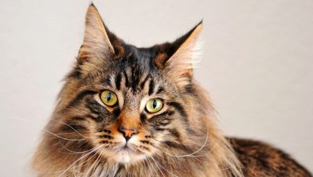 The history of the breed of the Maine Coon