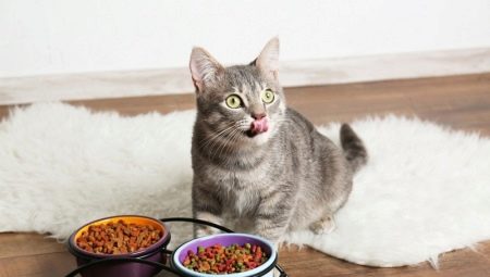 מה עושה אוכל חתול ואיזה קומפוזיציה טובה יותר?