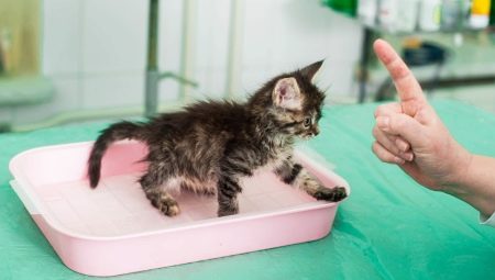 Hoe leer je een kitten snel in de tray zonder filler?