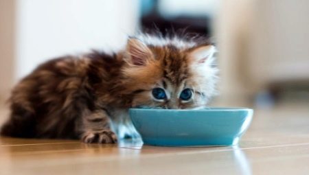 Como e o que alimentar o gato?