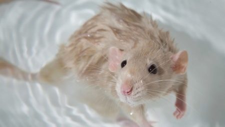 Hogyan kell fürdeni egy patkányt otthon?