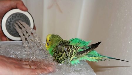 How to bathe a parrot?