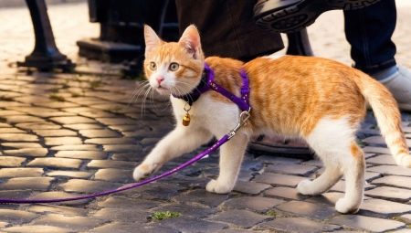 How to wear a harness on a cat?