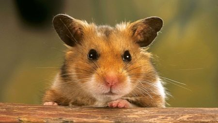 Hvordan finder man hamster i lejligheden, hvis han flygtede fra buret?
