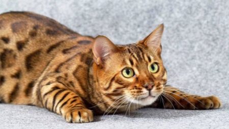 What do you call a Bengal cat?